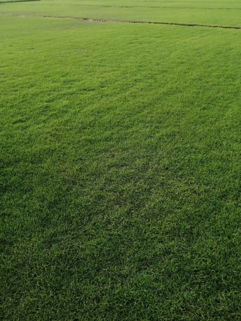 草皮