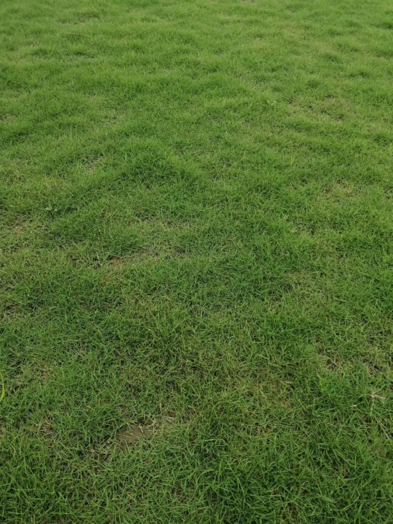 草皮