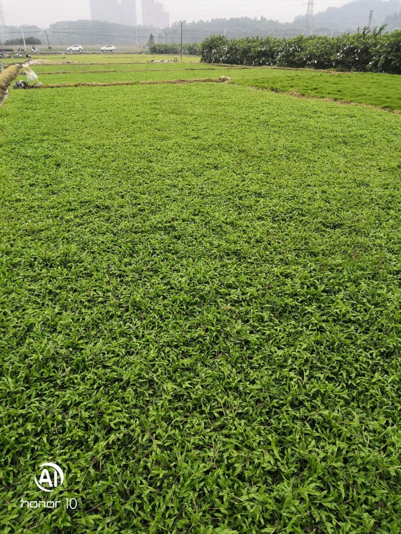 草皮
