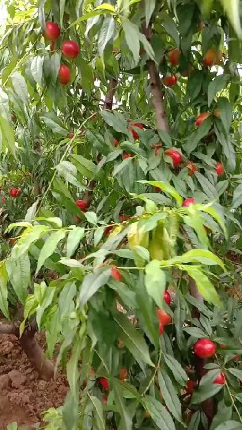 大棚油桃