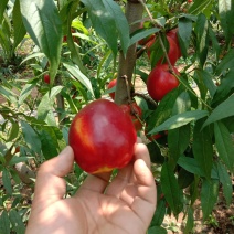 大棚油桃