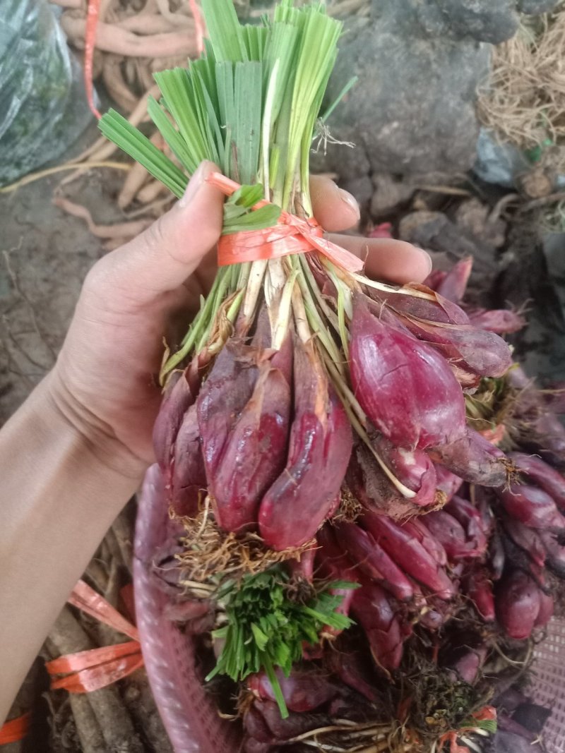 云南野生小红蒜根_也叫小红蒜或红葱头_炖鸡炖排骨等