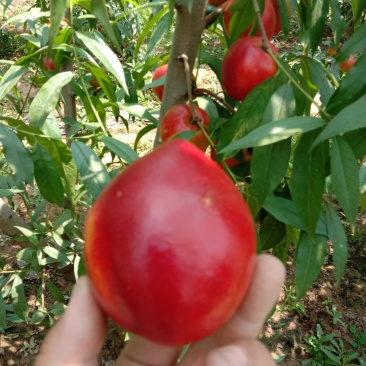 中油油桃