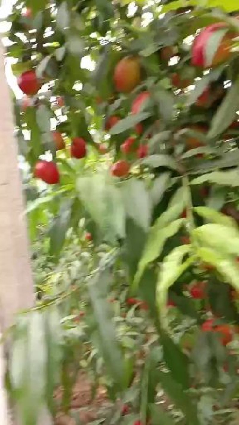 中油油桃