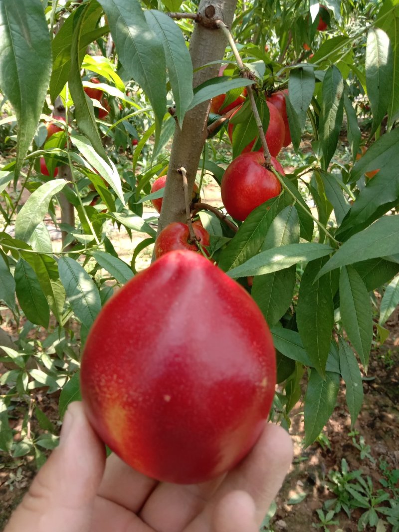 中油油桃