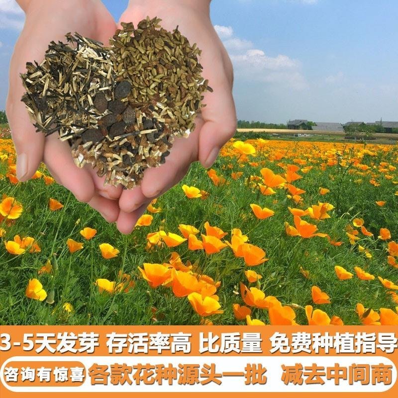 多年生冰岛虞美人宿根品种花卉种子批发厂家直发