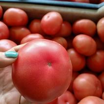 精品西红柿（大棚沙瓤硬粉，口感好种植量大）