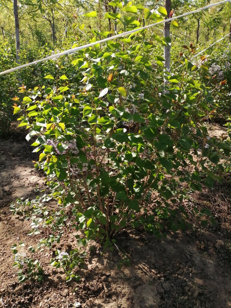 丁香树