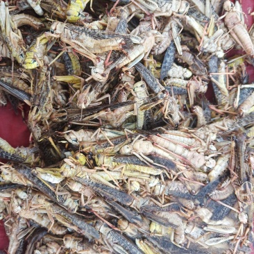 蚂蚱干晒干有货了，需要的老板联系了，。
