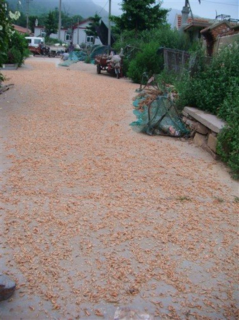 渤海湾山东长岛金钩海米无添加干度好，不咸，鲜度高
