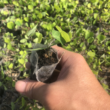 粉防己苗（正宗江西粉防己）杯苗