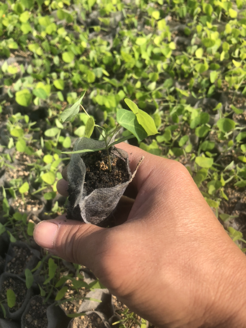 粉防己苗（正宗江西粉防己）杯苗