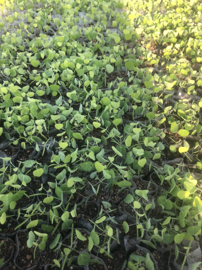 粉防己苗（正宗江西粉防己）杯苗