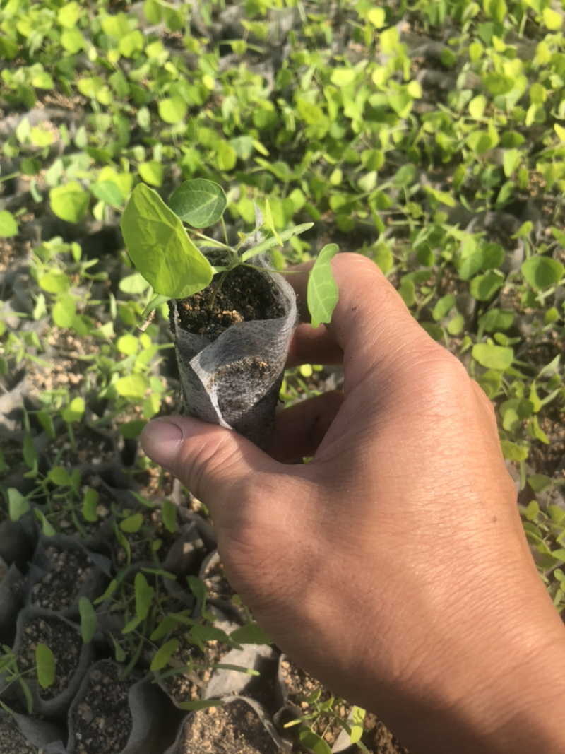 粉防己苗（正宗江西粉防己）杯苗