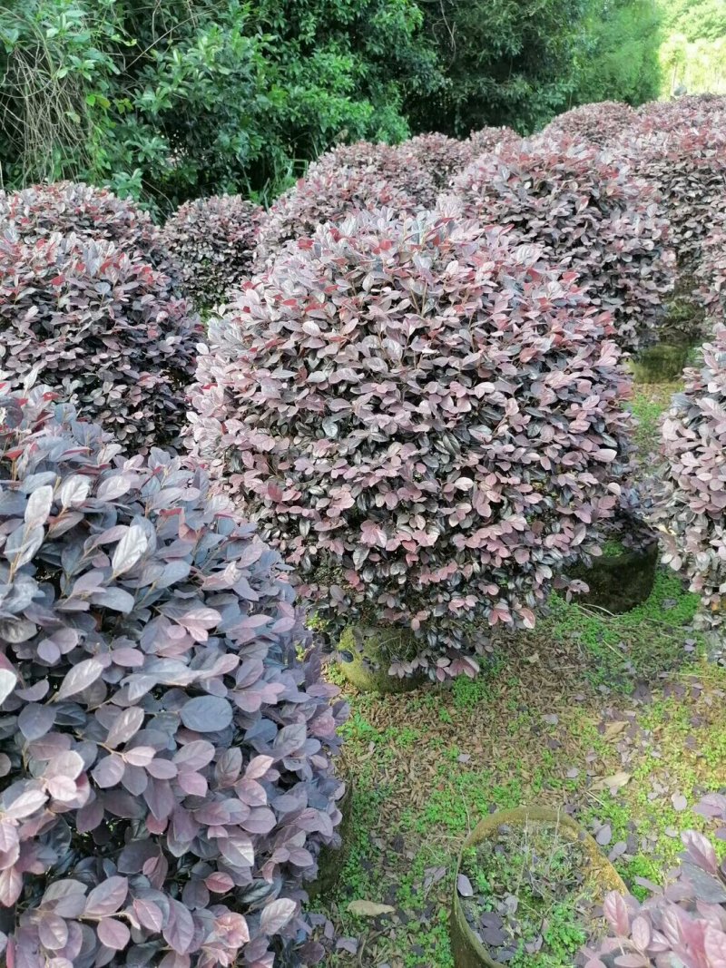红花继木球