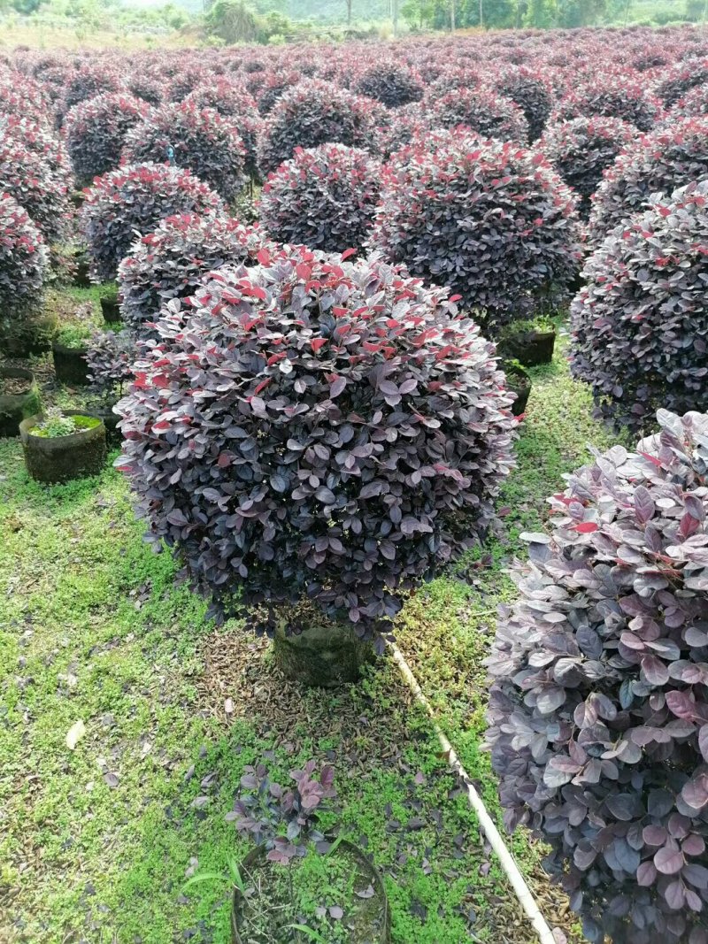 红花继木球