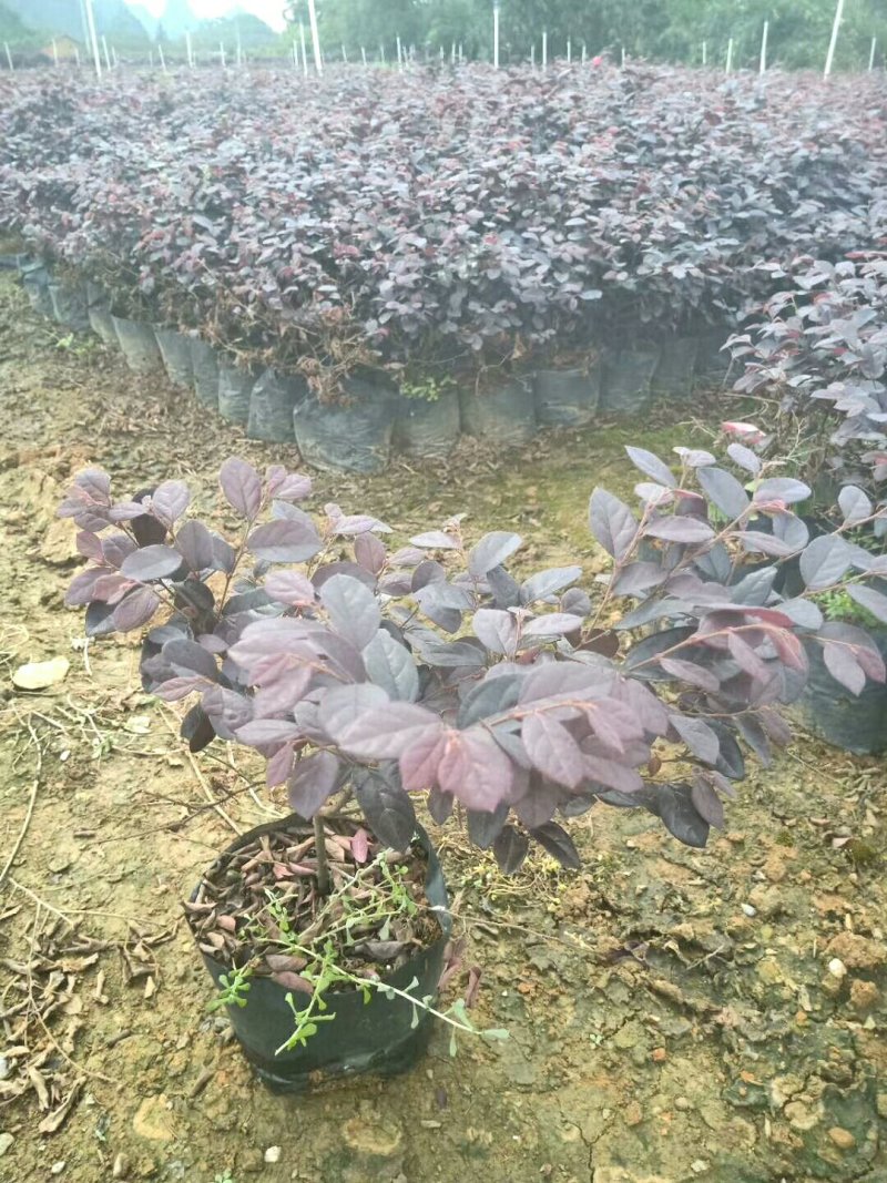 红花继木