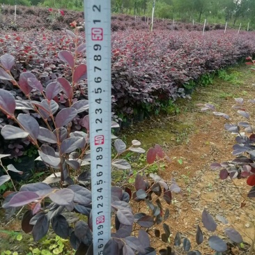 红花继木