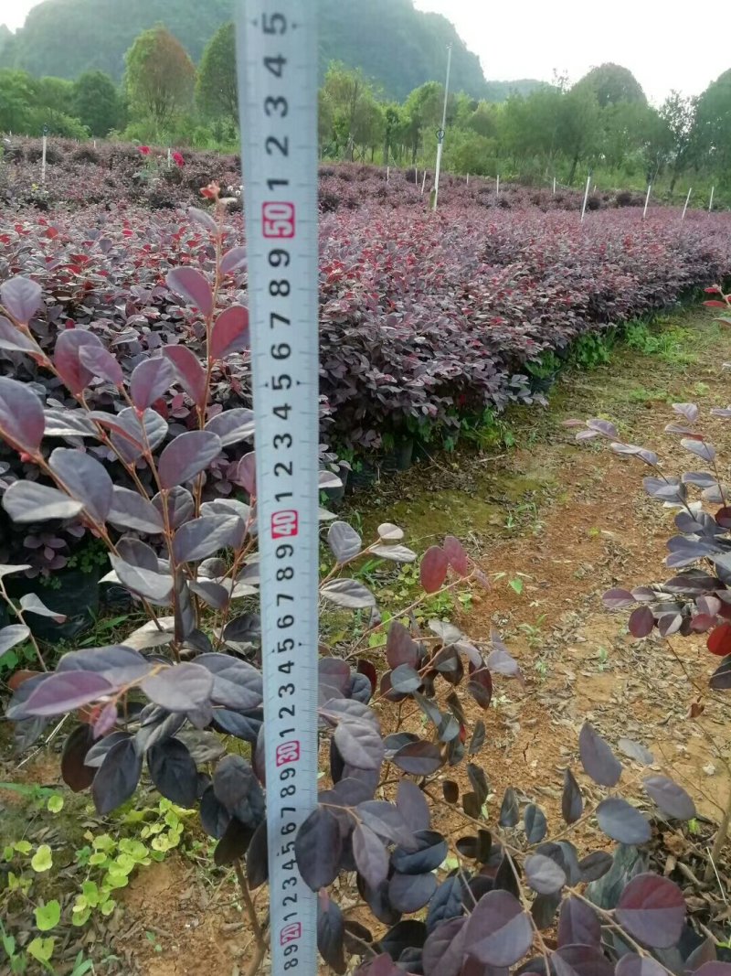 红花继木