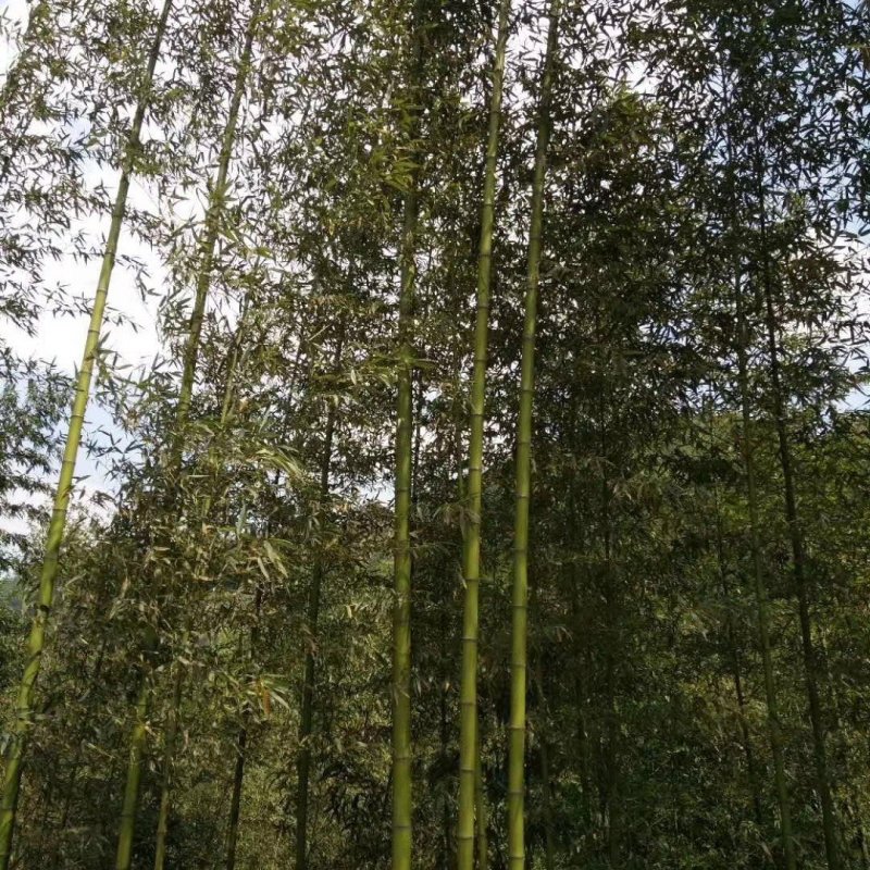 诚邀合作，菜架竹，撑杆，工地外架，