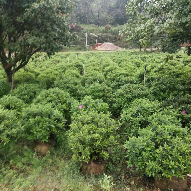 毛杜鹃球