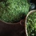 老鹰茶
