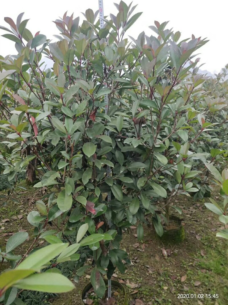 红叶石楠球