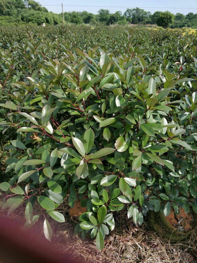 红叶石楠球
