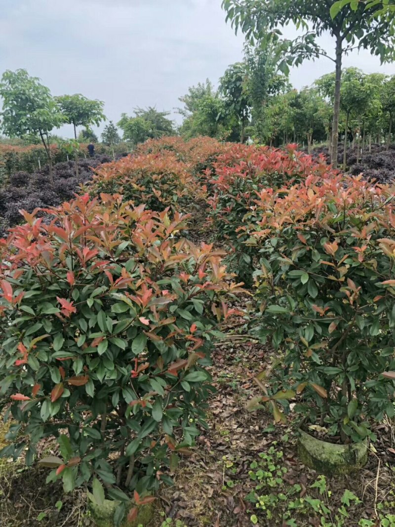 红叶石楠球