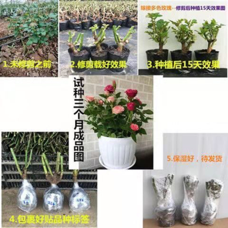 玫瑰花苗四季开花月季室内外绿植物盆栽