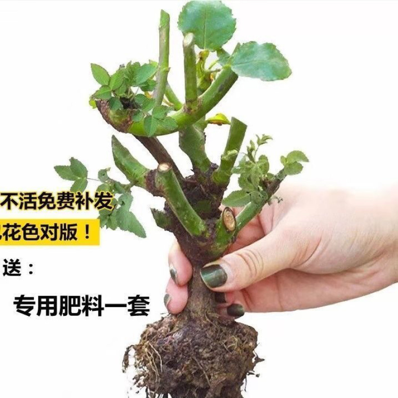 玫瑰花苗四季开花月季室内外绿植物盆栽