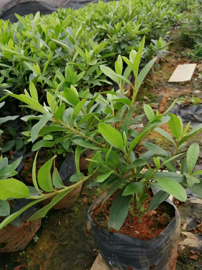 毛杜鹃