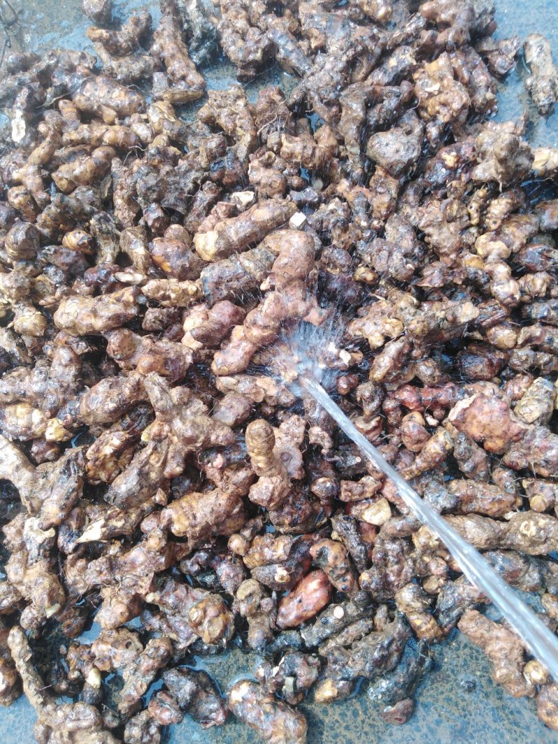 土茯苓干片广西纯粉质白肉