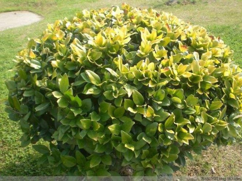 重庆巴南区巴南区赚宝苗圃金森女贞年产量大价格美丽