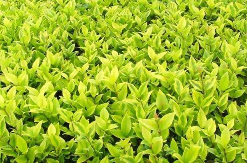 重庆巴南区巴南区赚宝苗圃金森女贞年产量大价格美丽