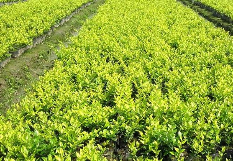重庆巴南区巴南区赚宝苗圃金森女贞年产量大价格美丽