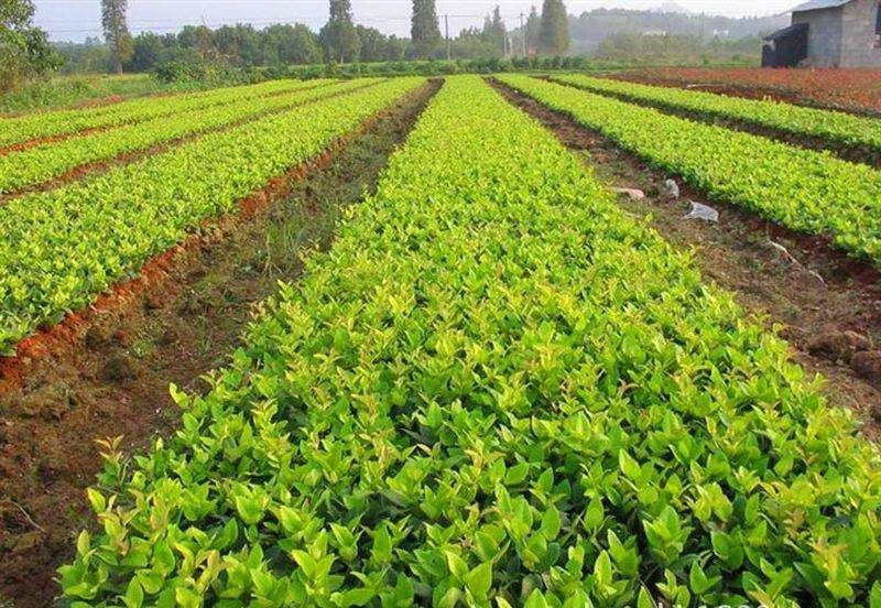 重庆巴南区巴南区赚宝苗圃金森女贞年产量大价格美丽