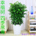 幸福树盆栽办公室绿植水培植物