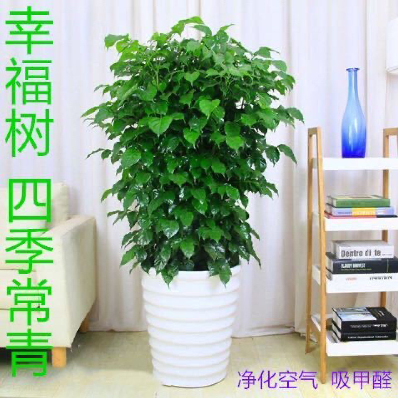 幸福树盆栽办公室绿植水培植物