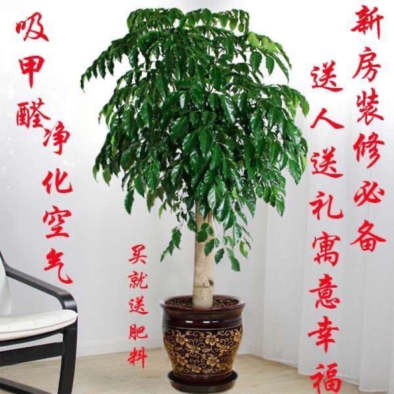 幸福树盆栽办公室绿植水培植物