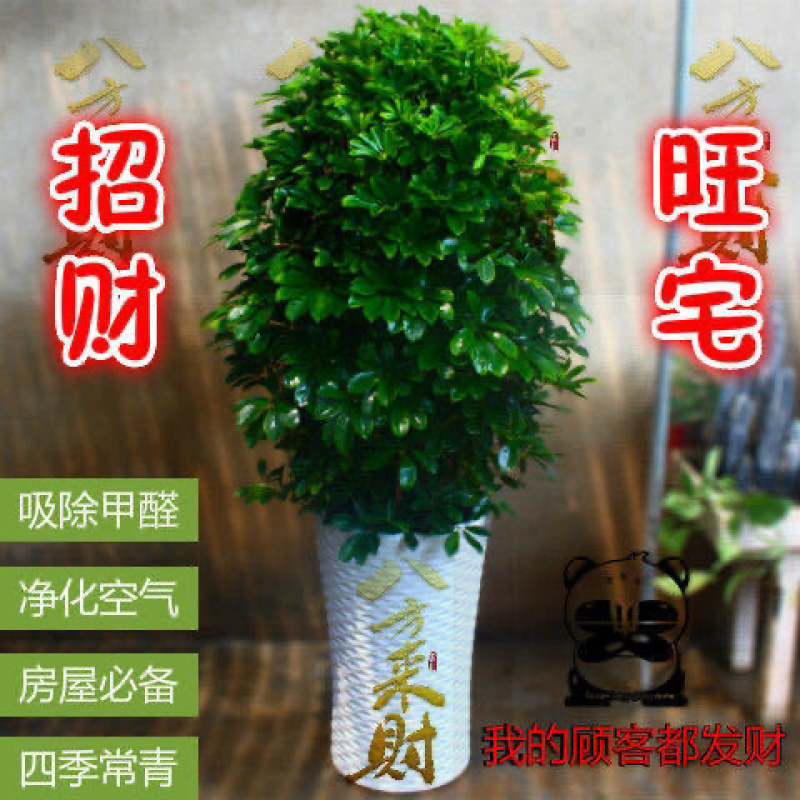 幸福树盆栽办公室绿植水培植物
