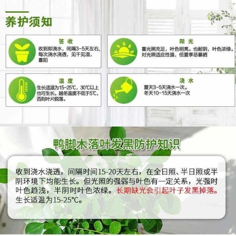 幸福树盆栽办公室绿植水培植物