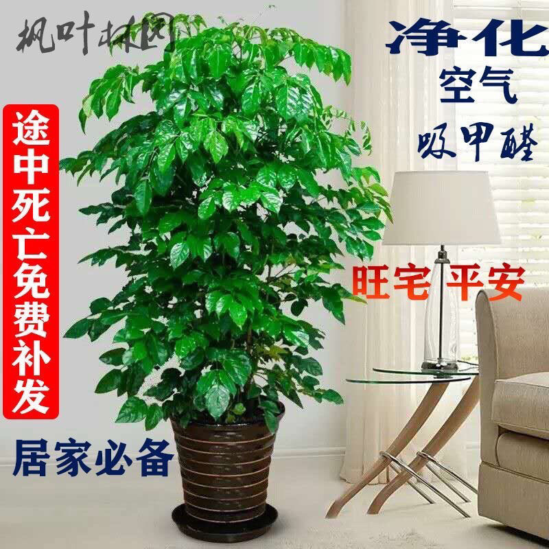幸福树盆栽办公室绿植水培植物