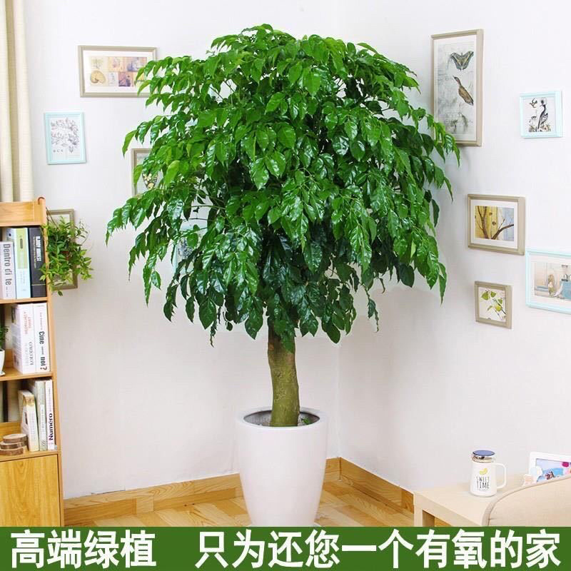 幸福树盆栽办公室绿植水培植物