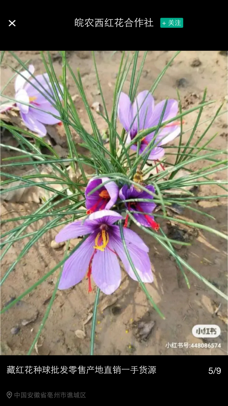 藏红花种球出售（西红花）