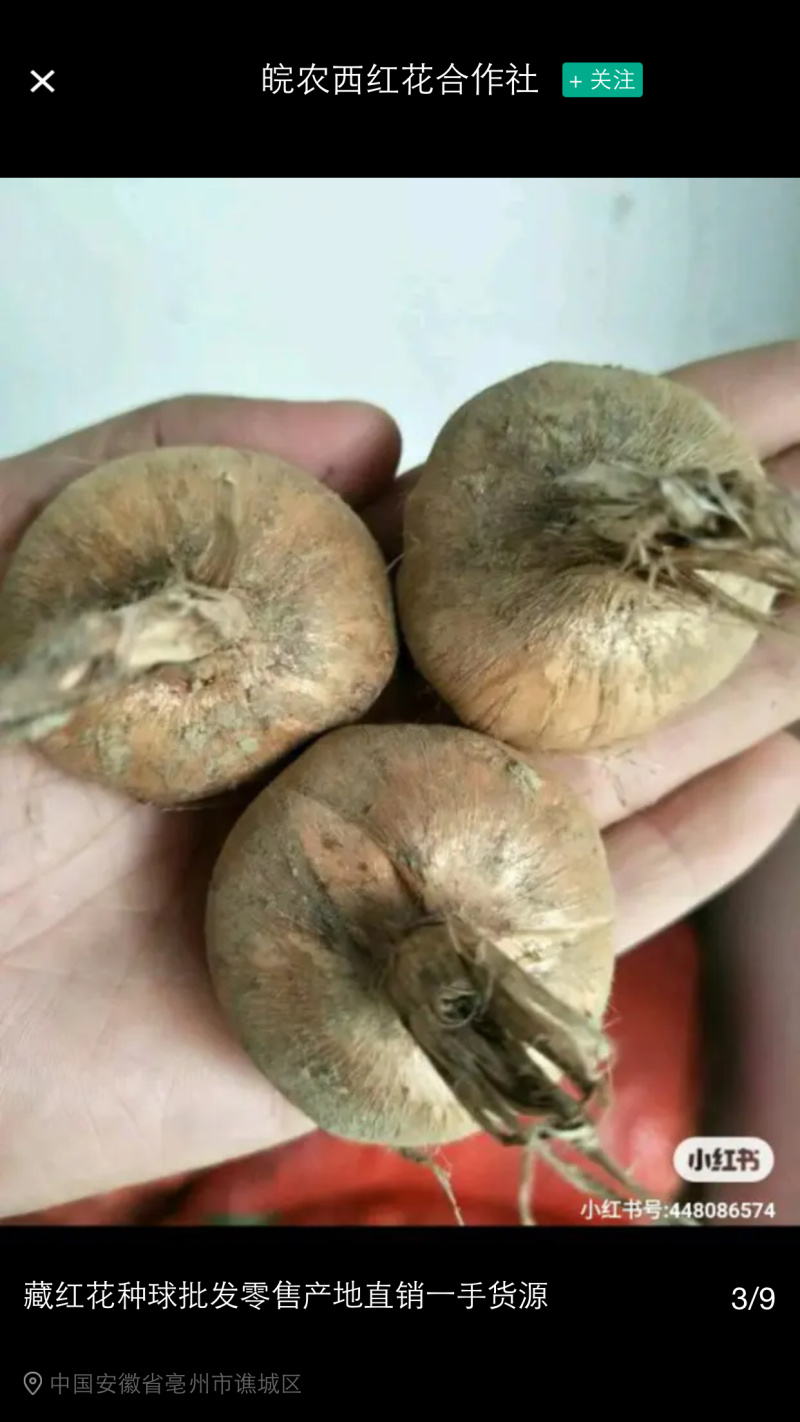 藏红花种球出售（西红花）