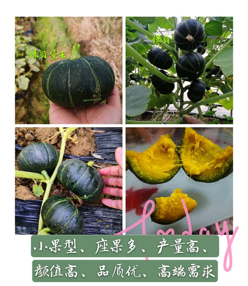黛玉迷你贝贝南瓜种子果型正口感好长势旺