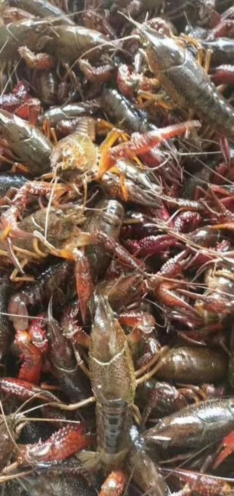江苏兴化小龙虾中青、大青，炮青，硬规格包货损百分之5