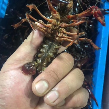 江苏兴化小龙虾中青、大青，炮青，硬规格包货损百分之5