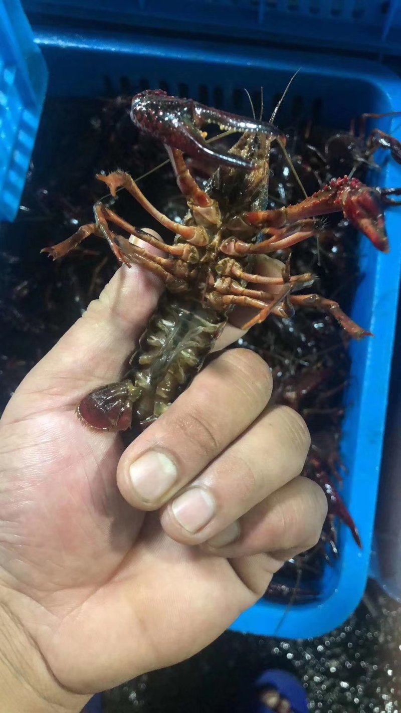 江苏兴化小龙虾中青、大青，炮青，硬规格包货损百分之5